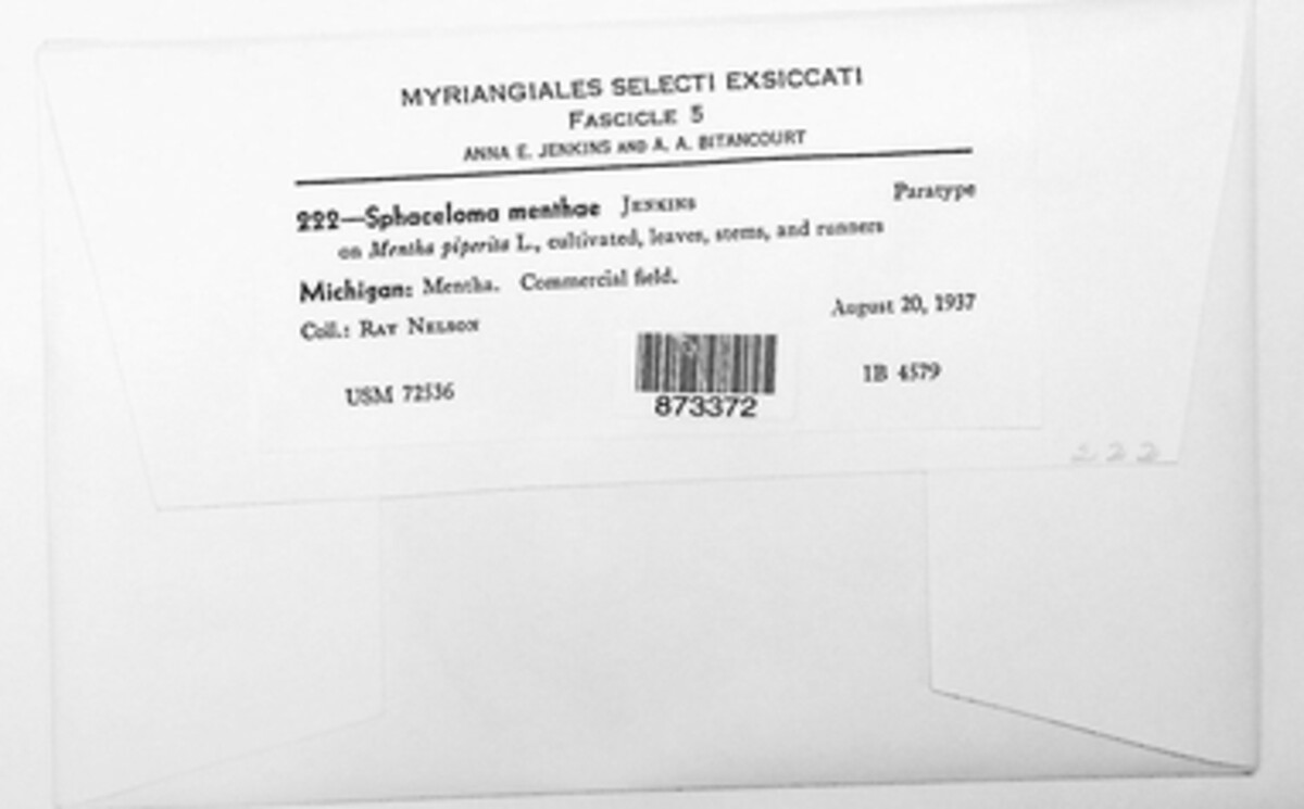 Elsinoe menthae image
